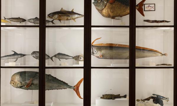 SMA &ndash; Sistema Museale di Ateneo .